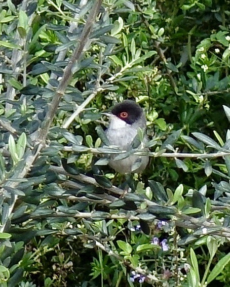 Sardinian warbler